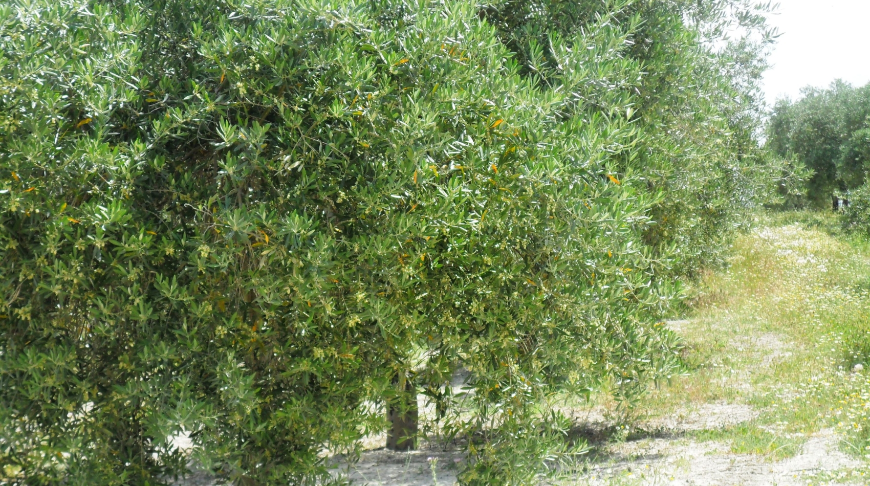 Floración en nuestros olivos